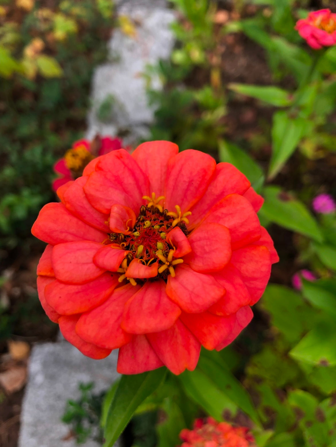 Zinnia ”Lilliput mix”