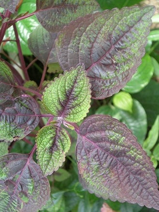 Bladmynta ”Shiso”