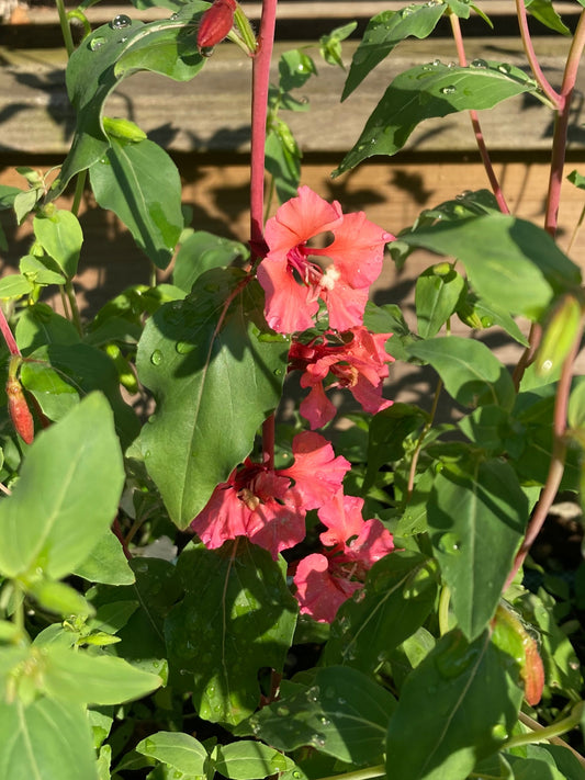 Clarkia ”Salmon rose”