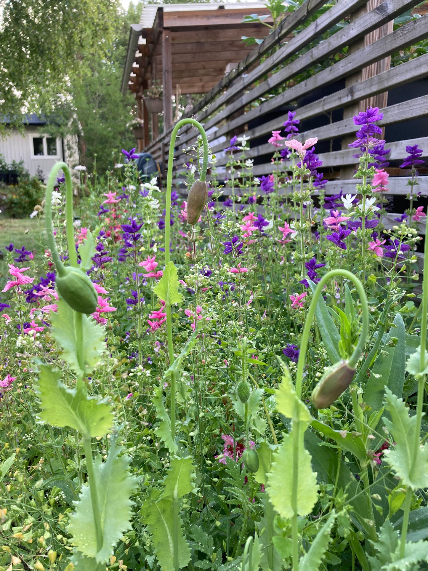 Broksalvia ”Mix”