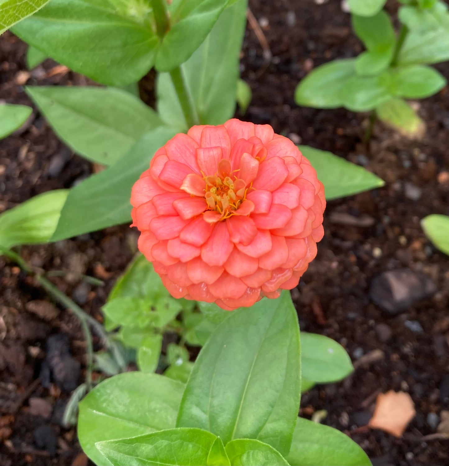 Zinnia ”Lilliput Salmon”