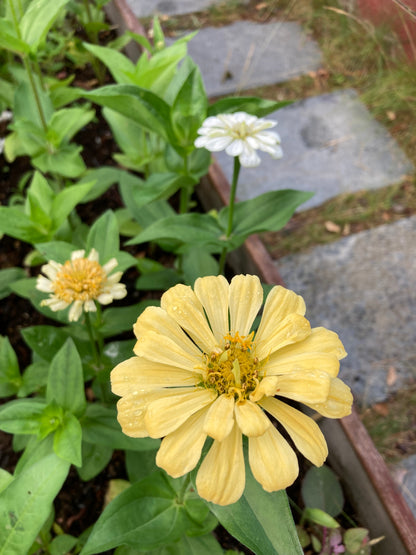 Zinnia ”Isabellina”