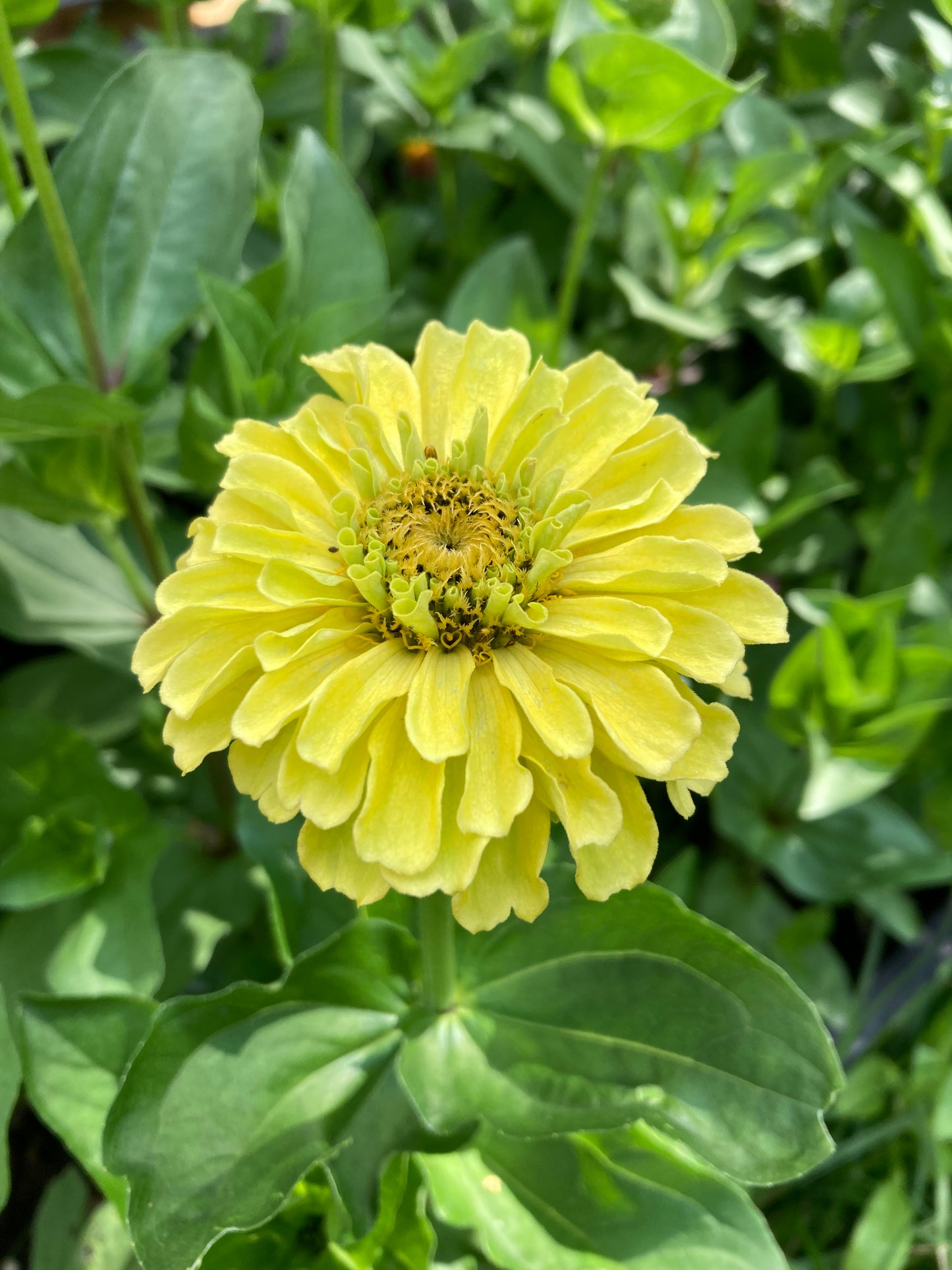 Zinnia ”Envy”