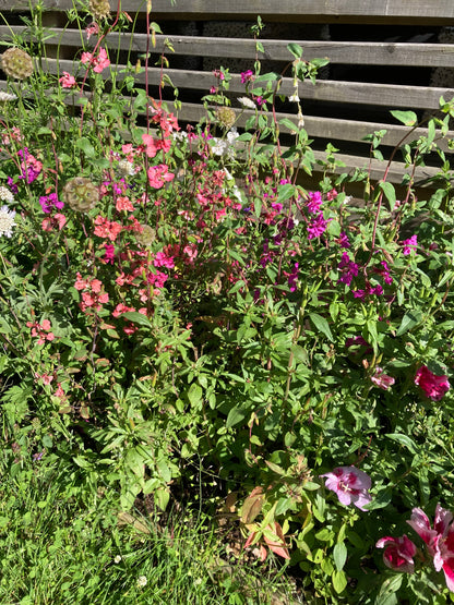 Clarkia ”Salmon rose”