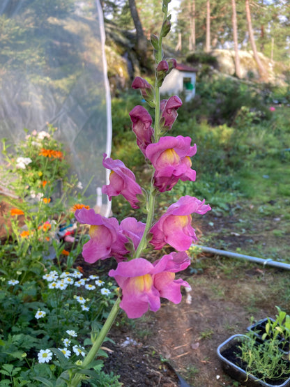 Lejongap ”Rocket Orchid”