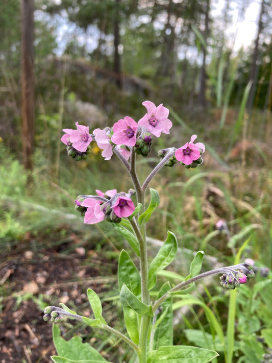 Kinesisk Förgätmigej ”Mystic Pink”