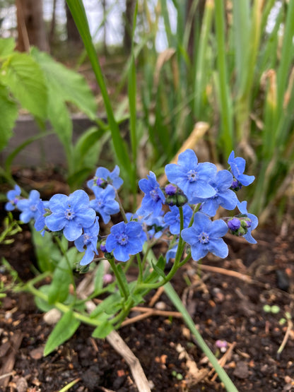 Kinesisk Förgätmigej ”Blue”