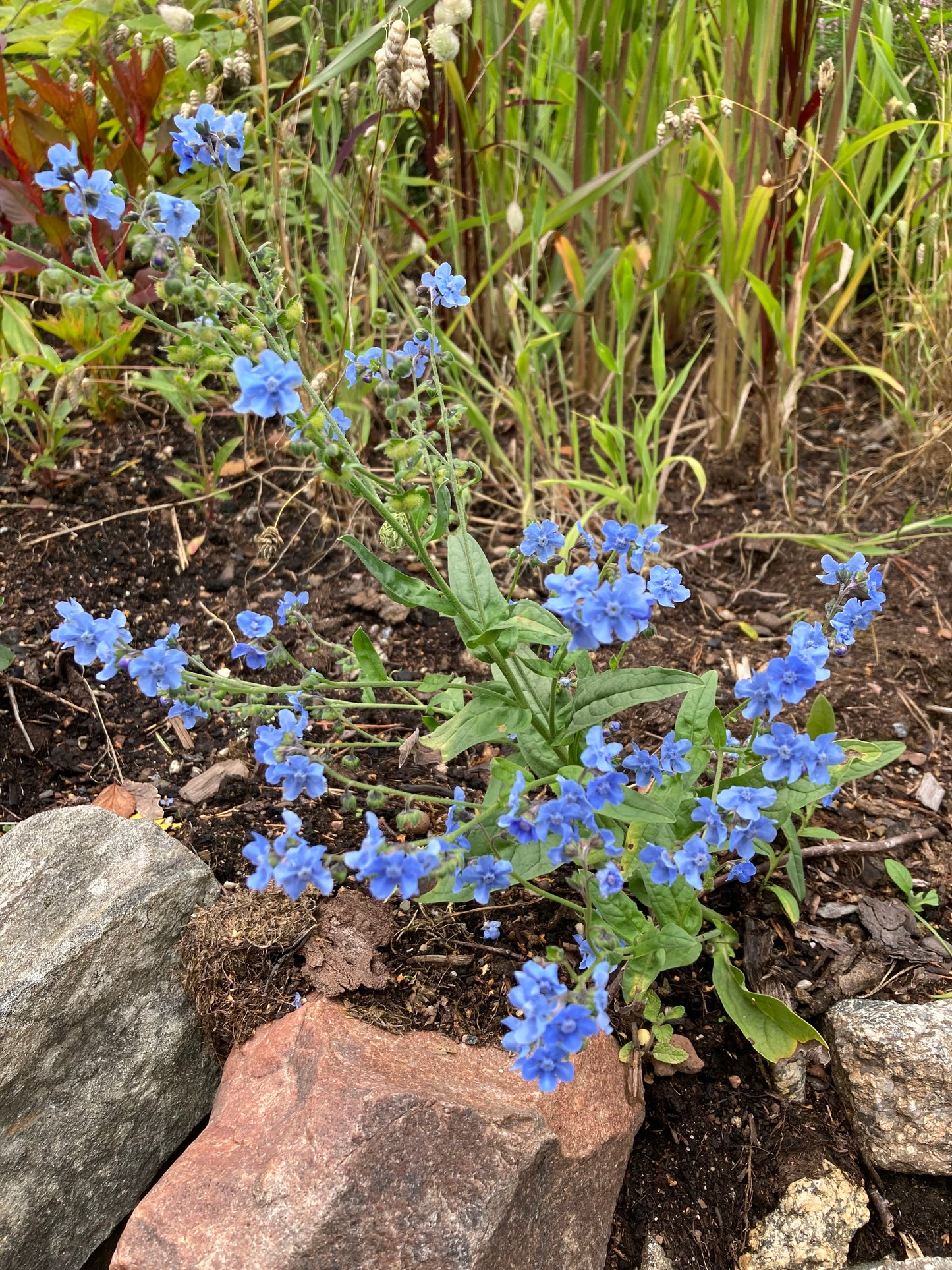 Kinesisk Förgätmigej ”Blue”