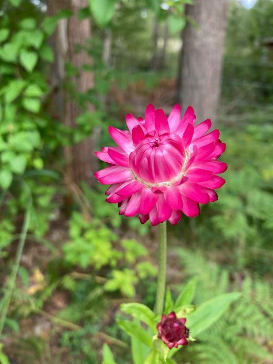 Jätteeternell ”King size bright rose”