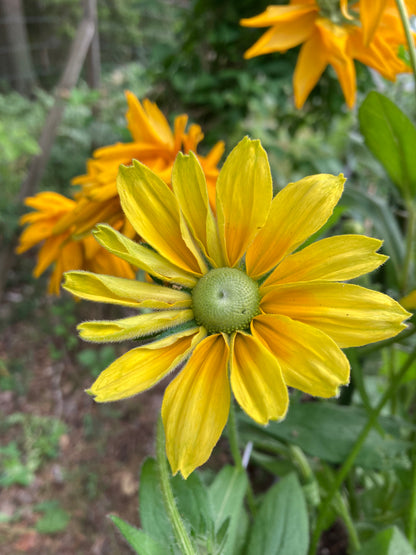 Sommarrubeckia ”Irish eyes”