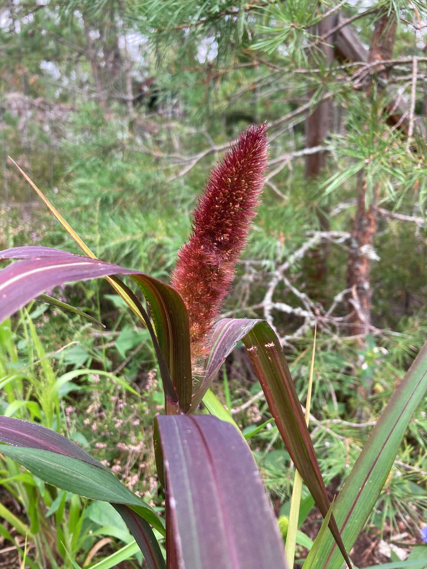 Kolvhirs ”Red Jewel”