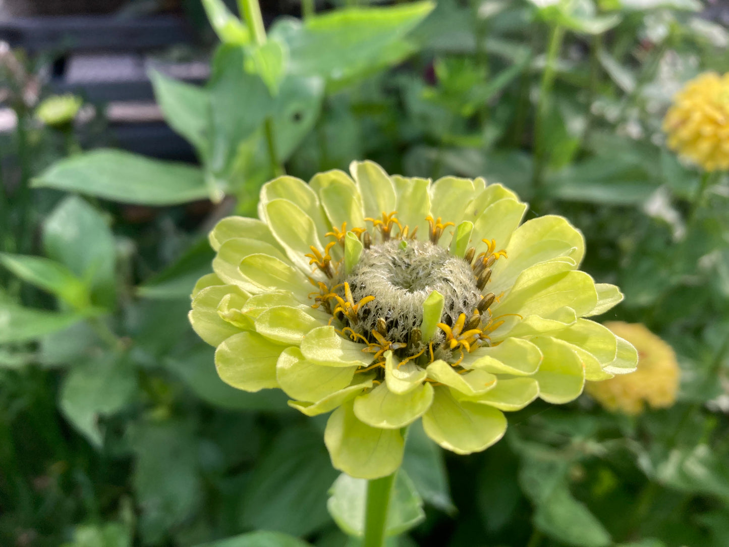 Zinnia ”Envy”