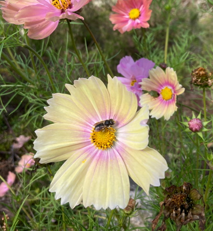 Rosenskära ”Apricot Lemonade”