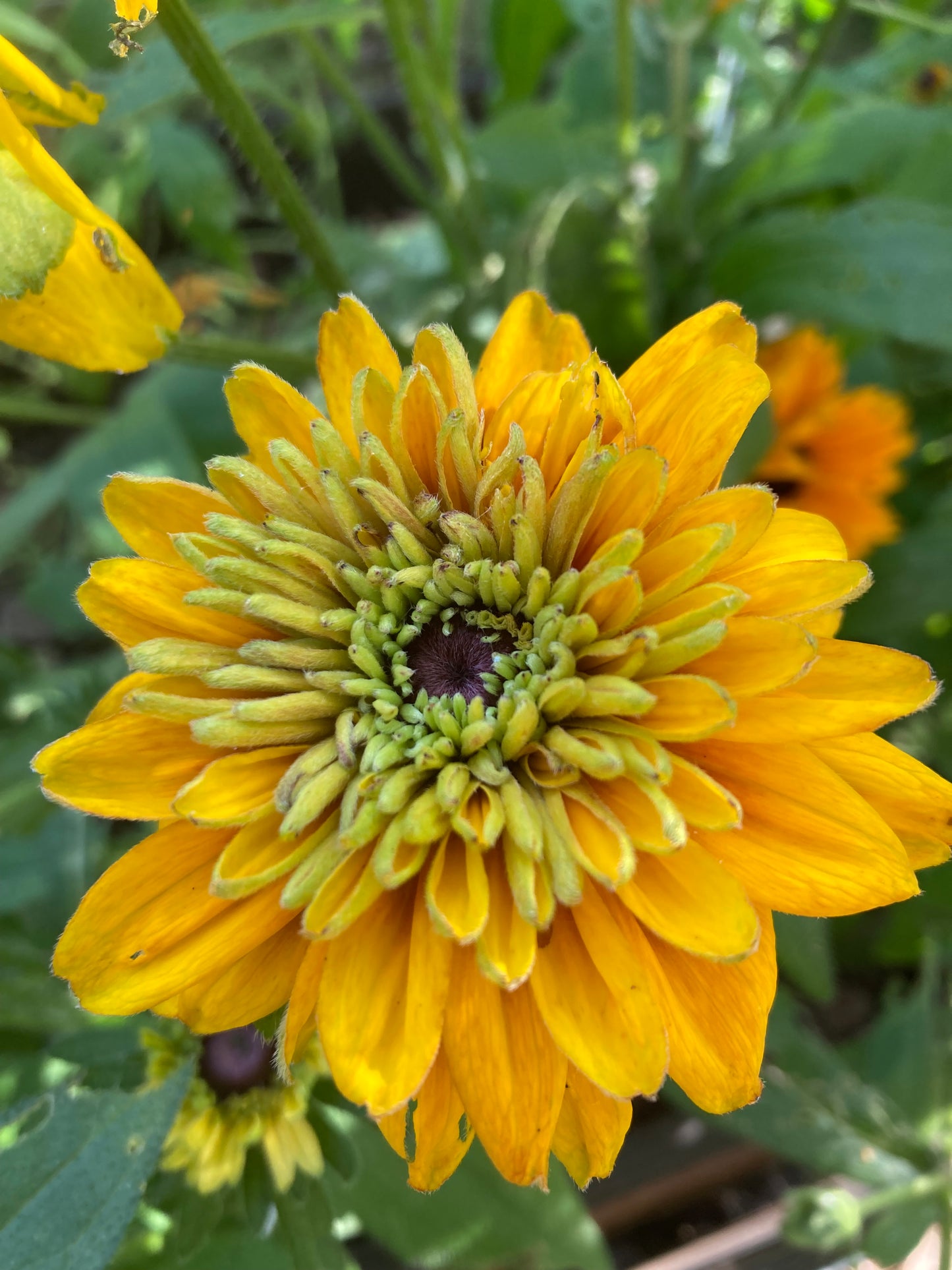 Sommarrudbeckia ”Goldilocks”