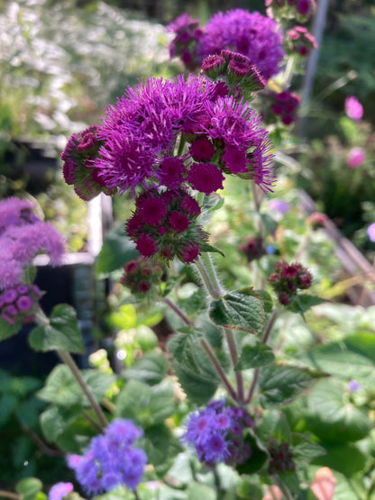 Ageratum ”Timeless Mixture”