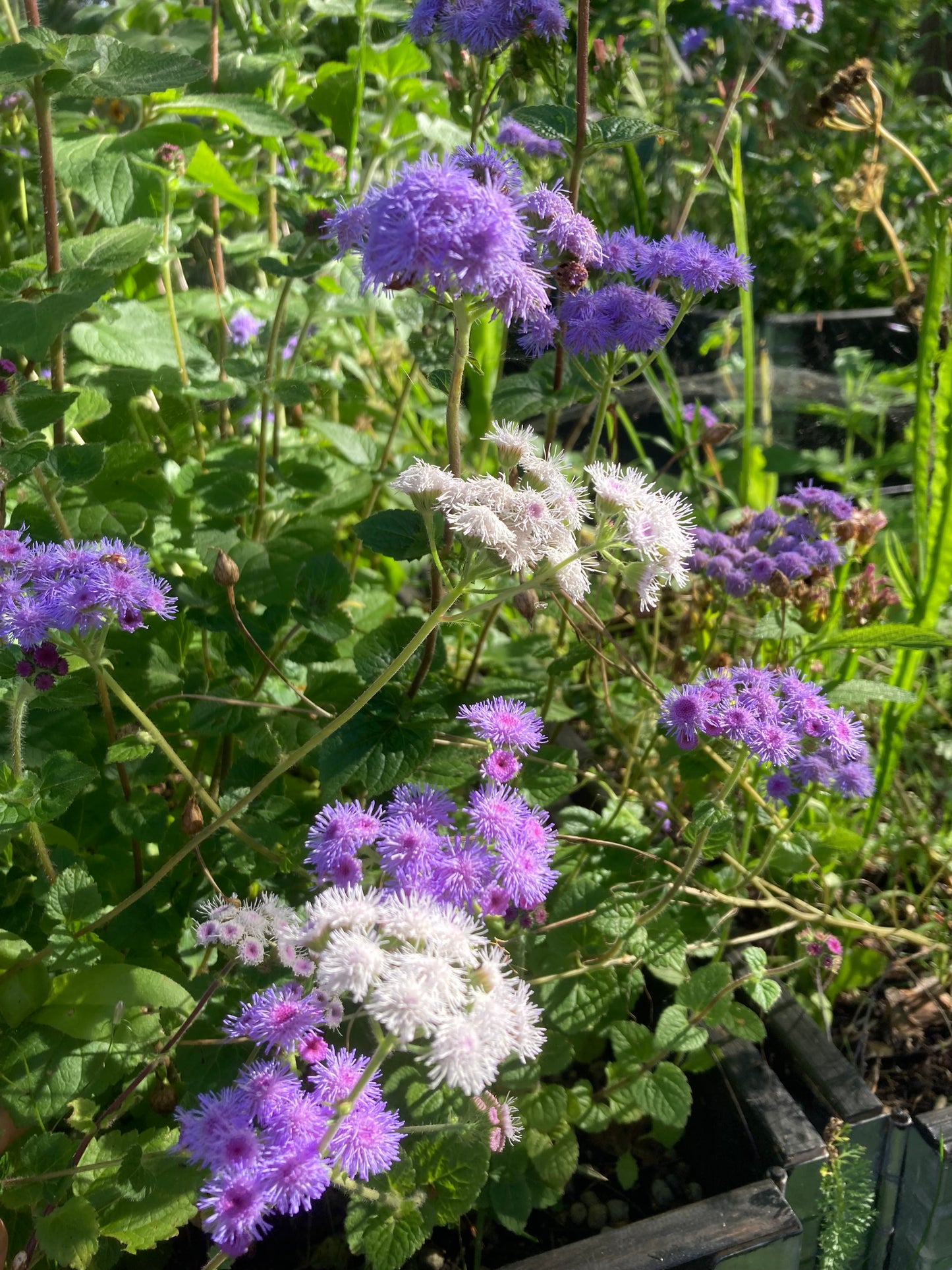 Ageratum ”Timeless Mixture”