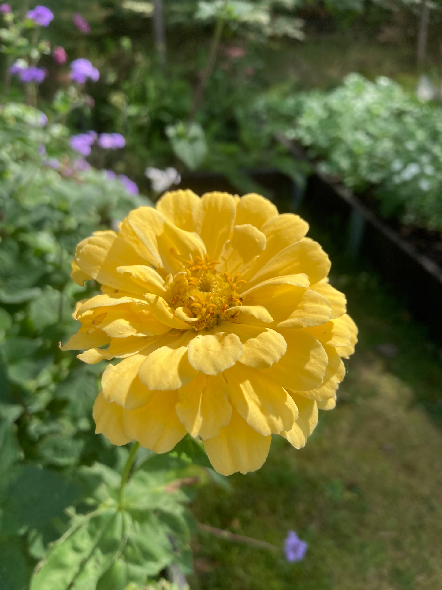 Zinnia ”Isabellina”