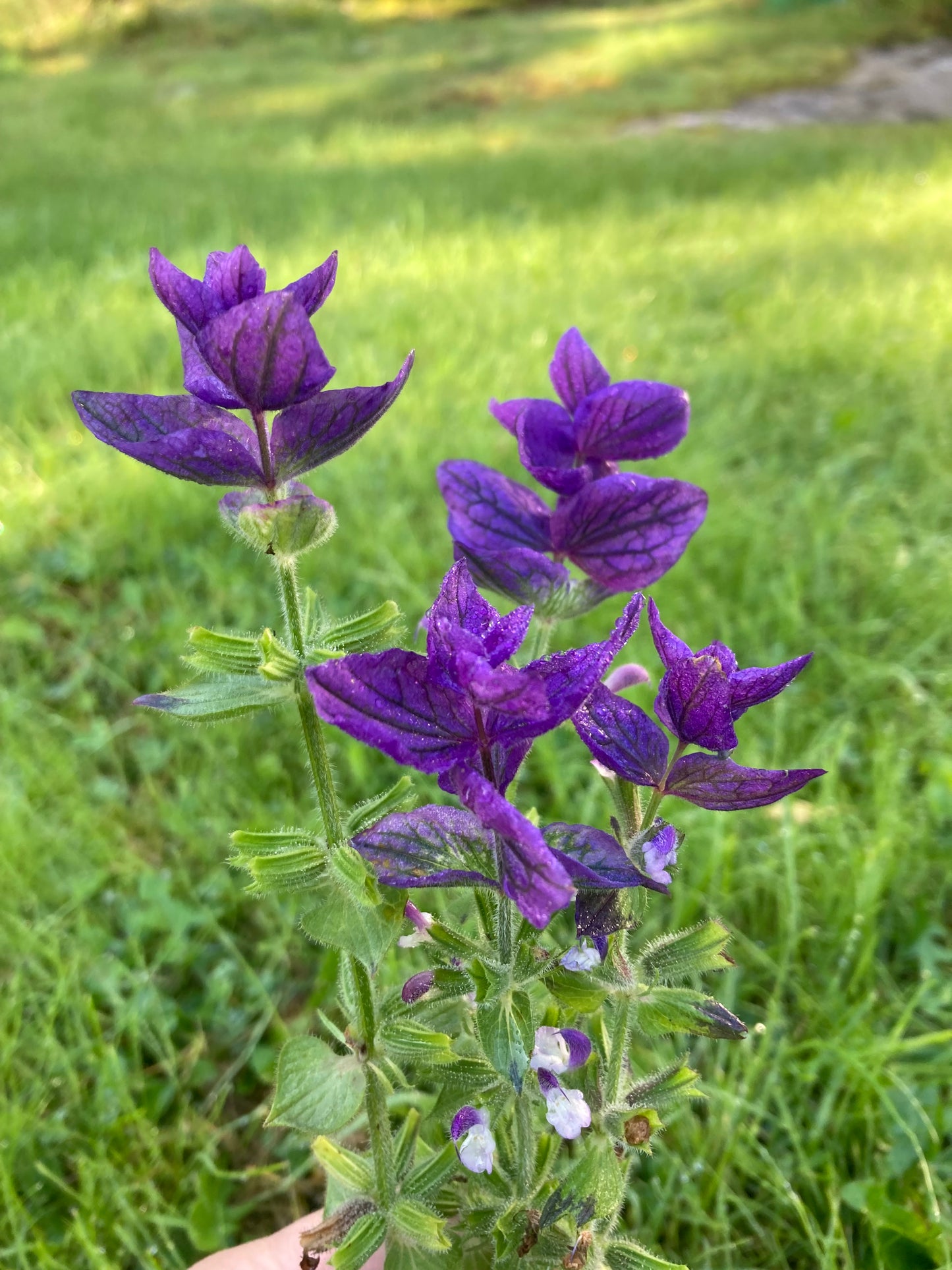 Broksalvia ”Oxford Blue”
