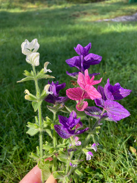 Broksalvia ”Mix”