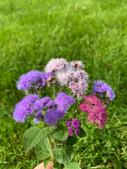 Ageratum ”Timeless Mixture”