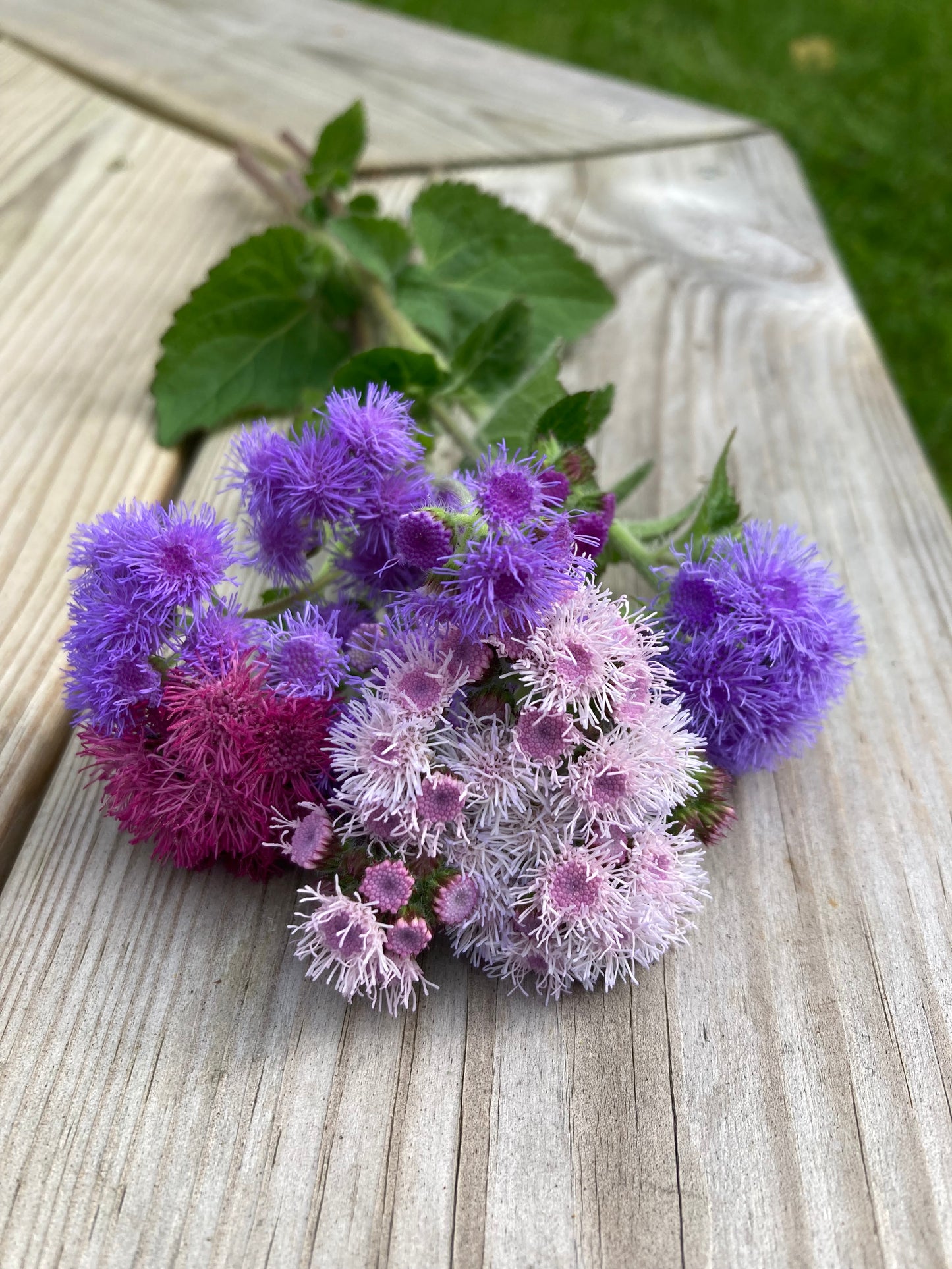 Ageratum ”Timeless Mixture”