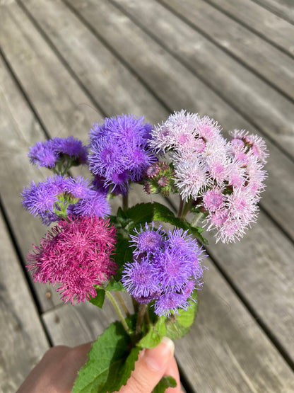 Ageratum ”Timeless Mixture”