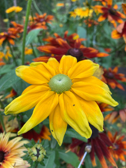 Sommarrubeckia ”Irish eyes”