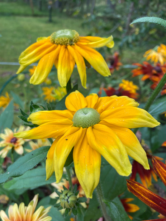 Sommarrubeckia ”Irish eyes”