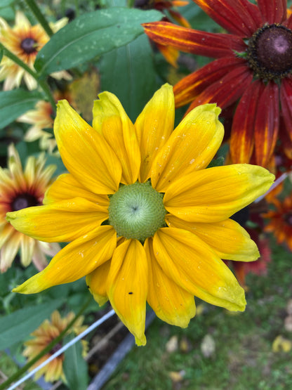 Sommarrubeckia ”Irish eyes”