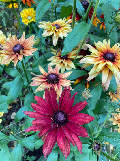 Sommarrudbeckia ”Sahara”