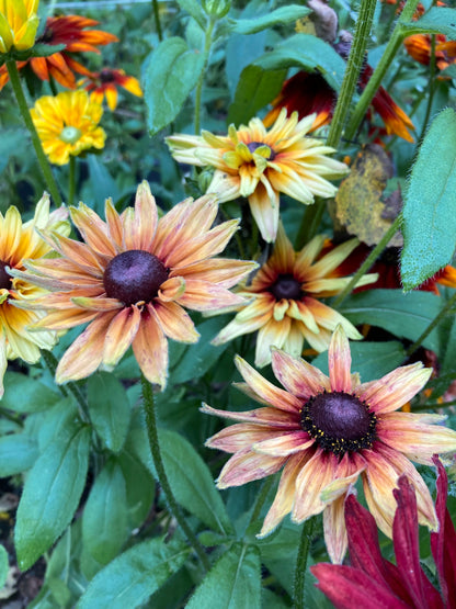 Sommarrudbeckia ”Sahara”