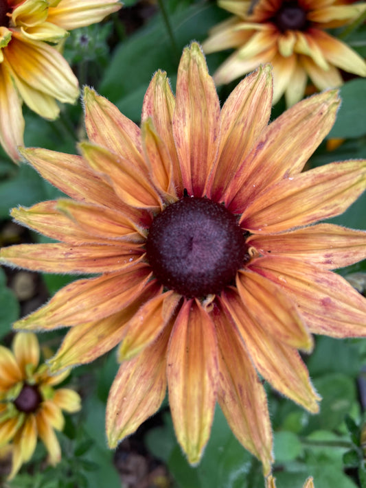 Sommarrudbeckia ”Sahara”