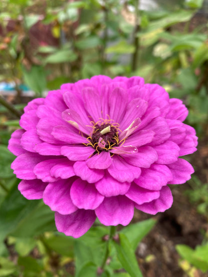 Zinnia ”Dream”