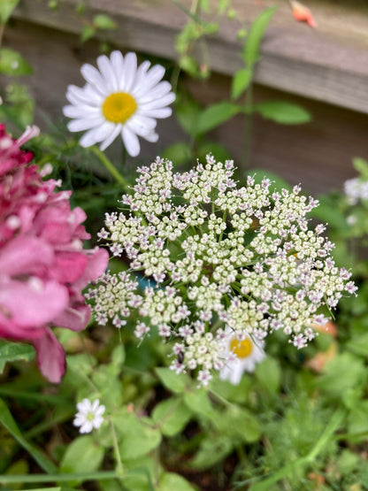 Slöjsilja ”White umbels”