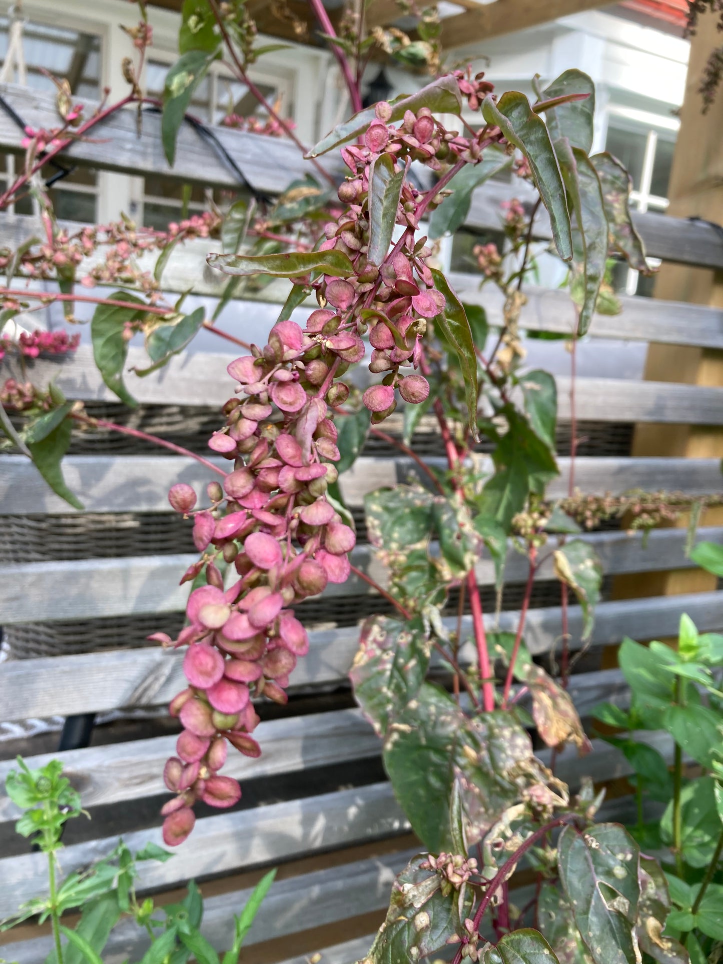 Trädgårdsmålla ”Red plume”