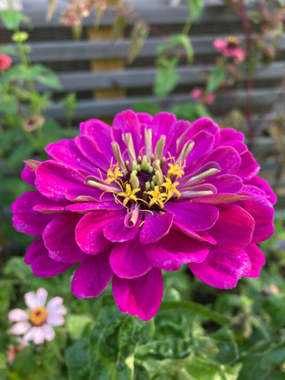 Zinnia ”Dream”