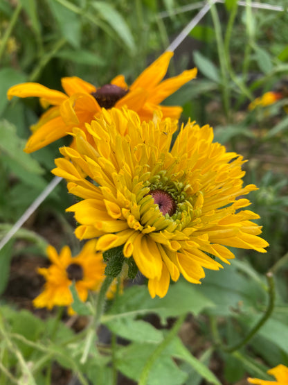 Sommarrudbeckia ”Goldilocks”