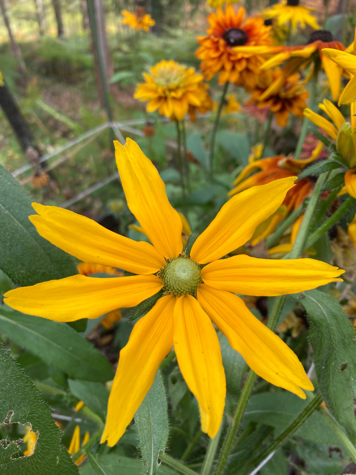 Sommarrudbeckia ”Green Eyes”