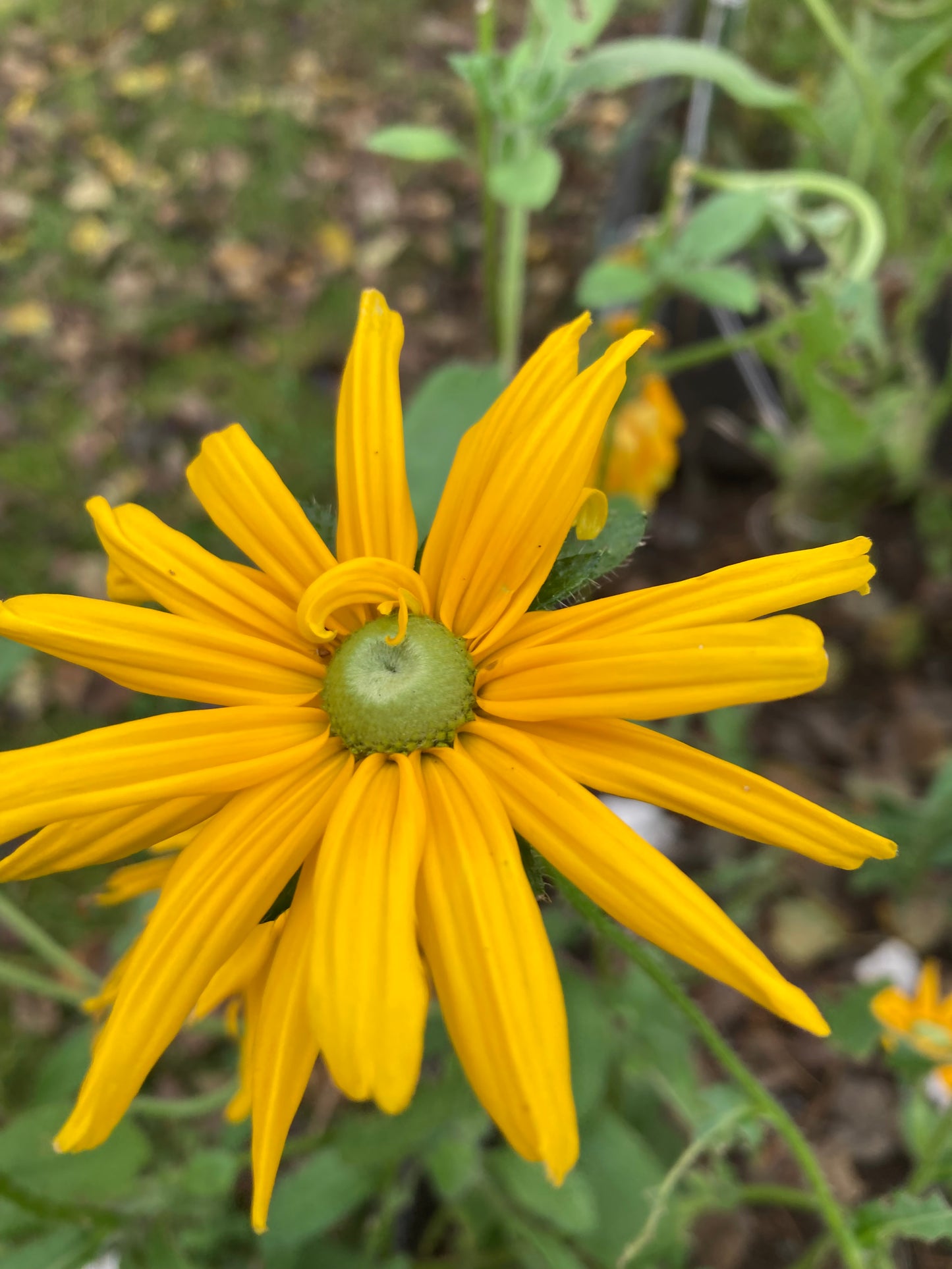 Sommarrudbeckia ”Green Eyes”