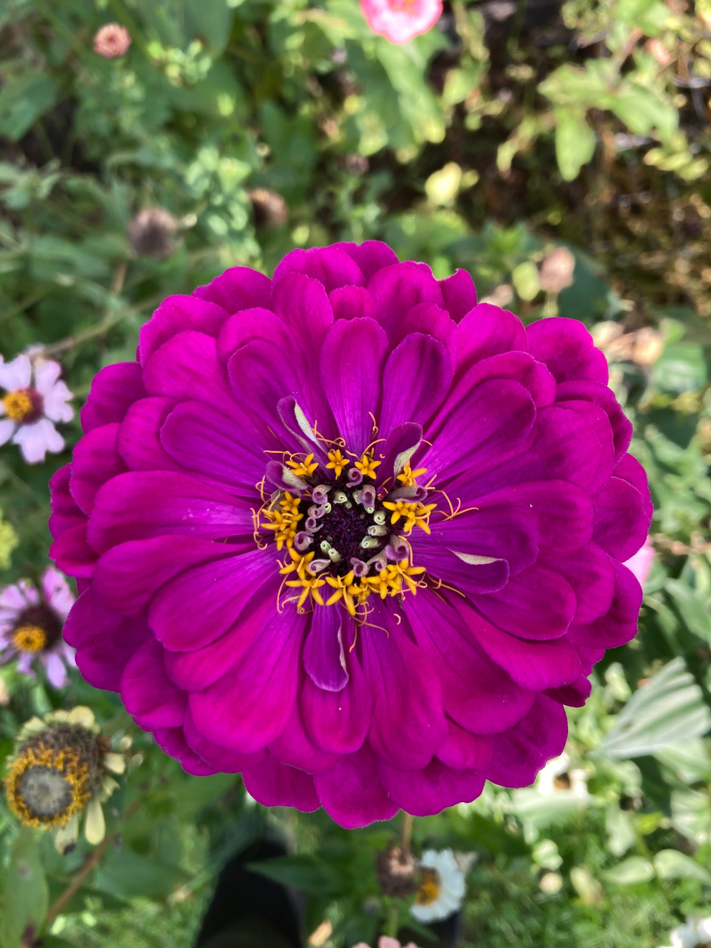 Zinnia ”Dream”