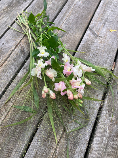 Lejongap ”Appleblossom”