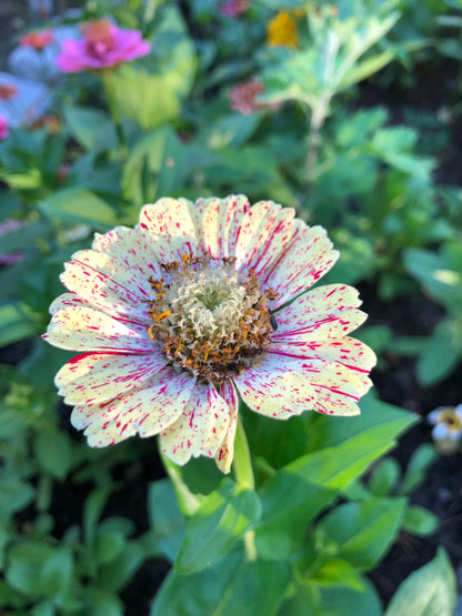 Zinnia ”Bonbon”