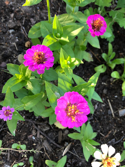 Zinnia ”Lilliput mix”