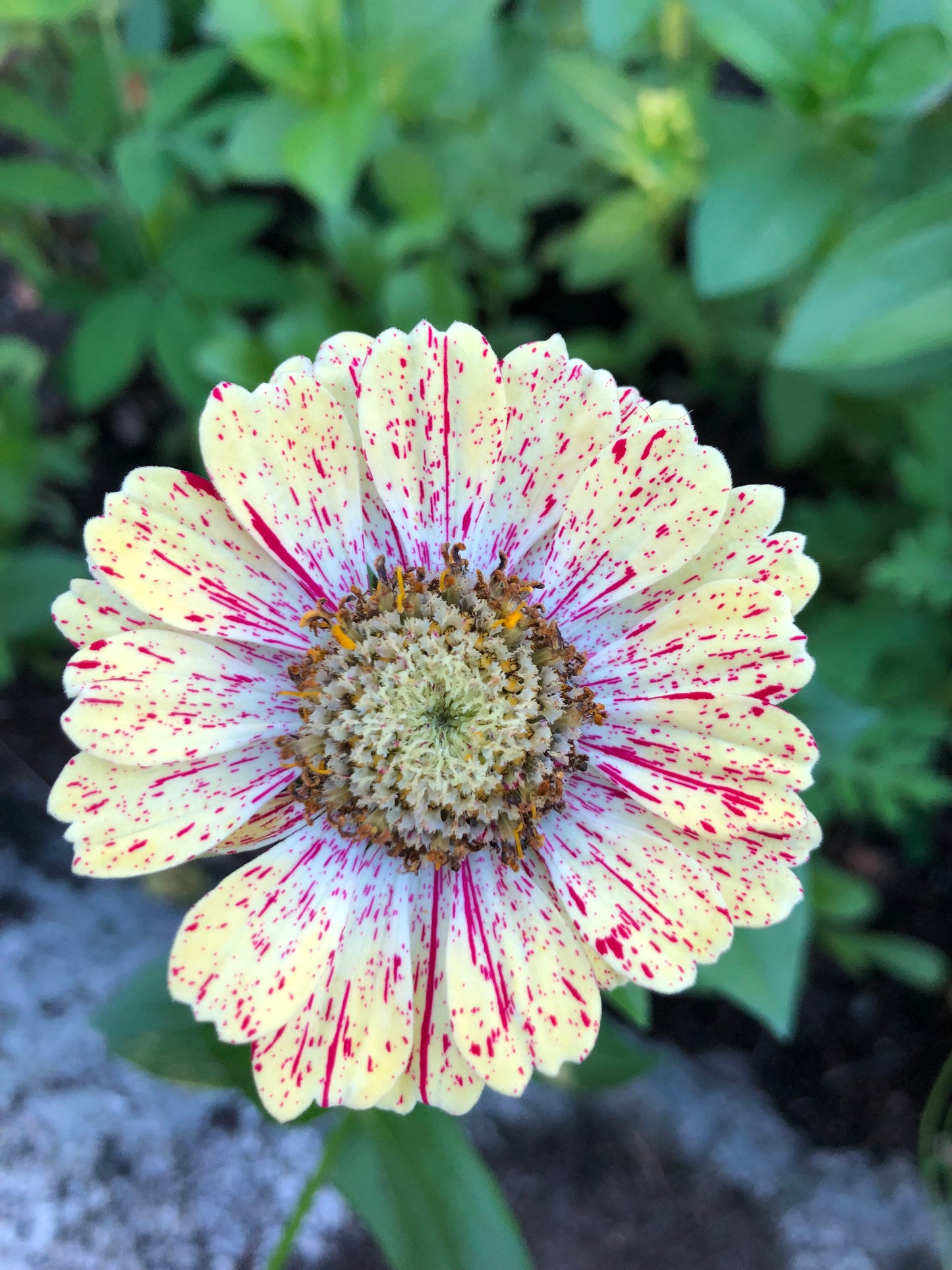 Zinnia ”Bonbon”