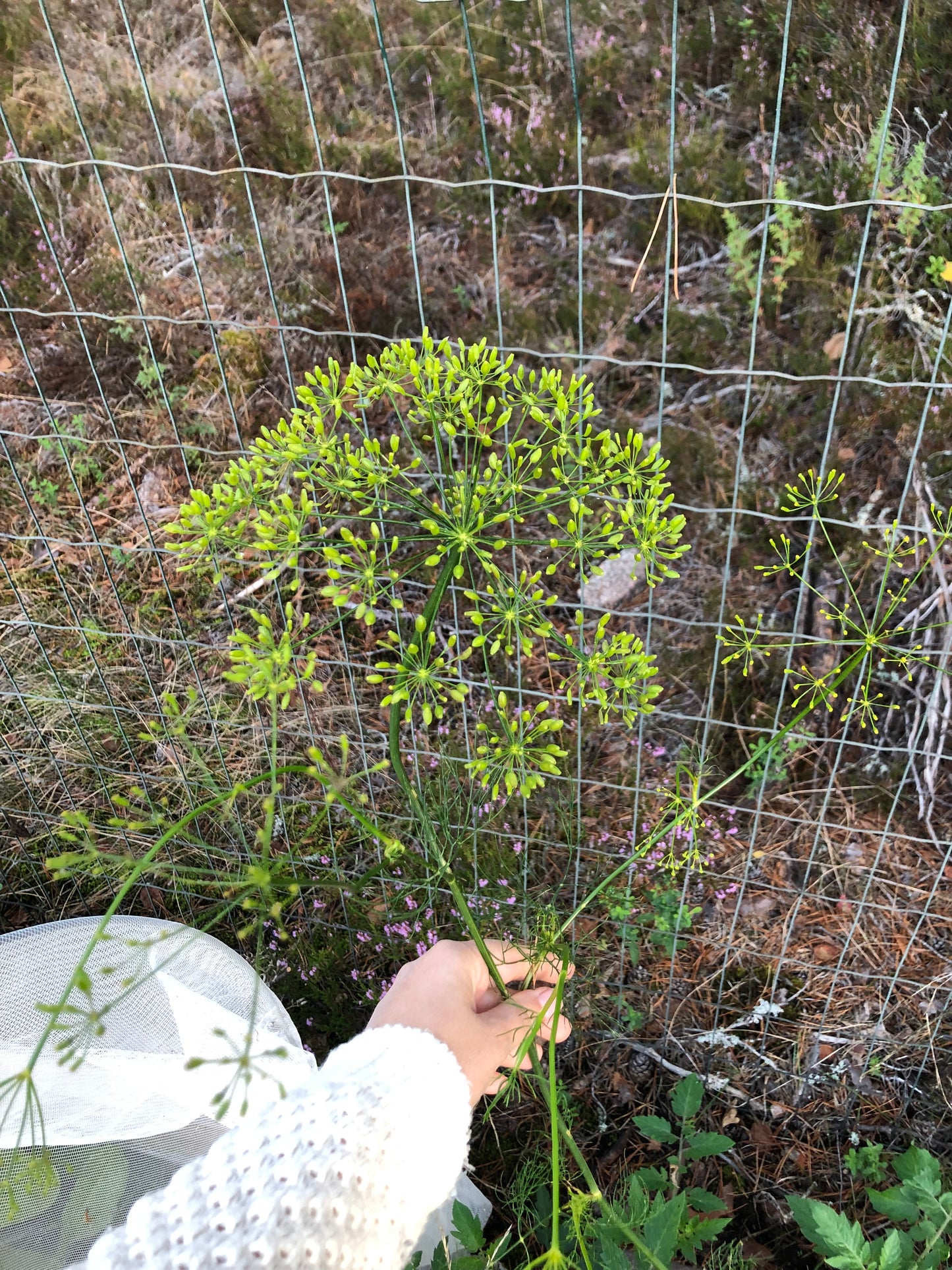 Dill ”Bouquet”