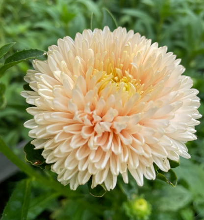 Sommaraster ”Chrisantella Autumn Forest”