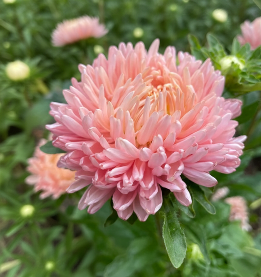 Sommaraster ”Chrisantella Flamingo at Sunset”