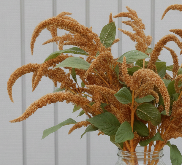 Amarant ”Hot Biscuits"