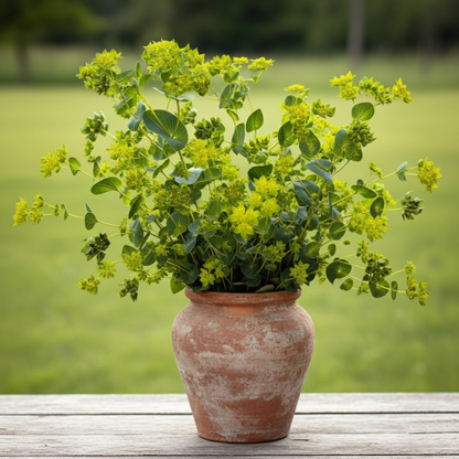 Harört ”Griffithii”