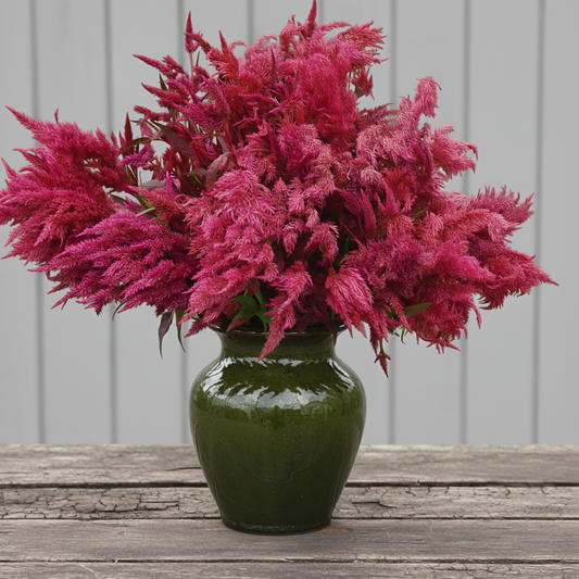 Celosia "Century Pink"